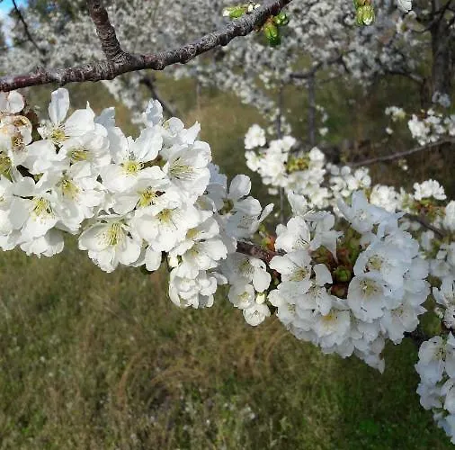 Alejandra Appartement